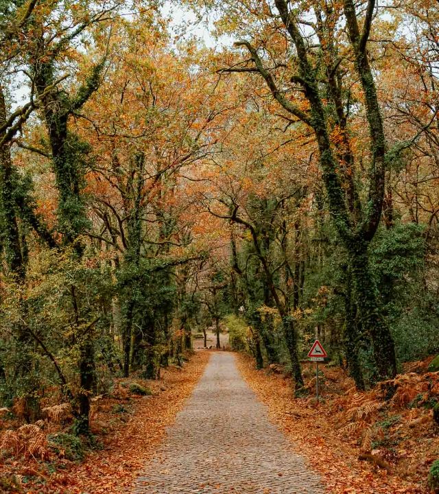 Cobbled road through the Mata de Albergaria under autumn foliage